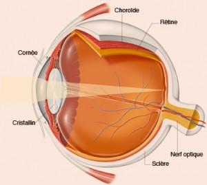 Représentation graphique d'un oeil